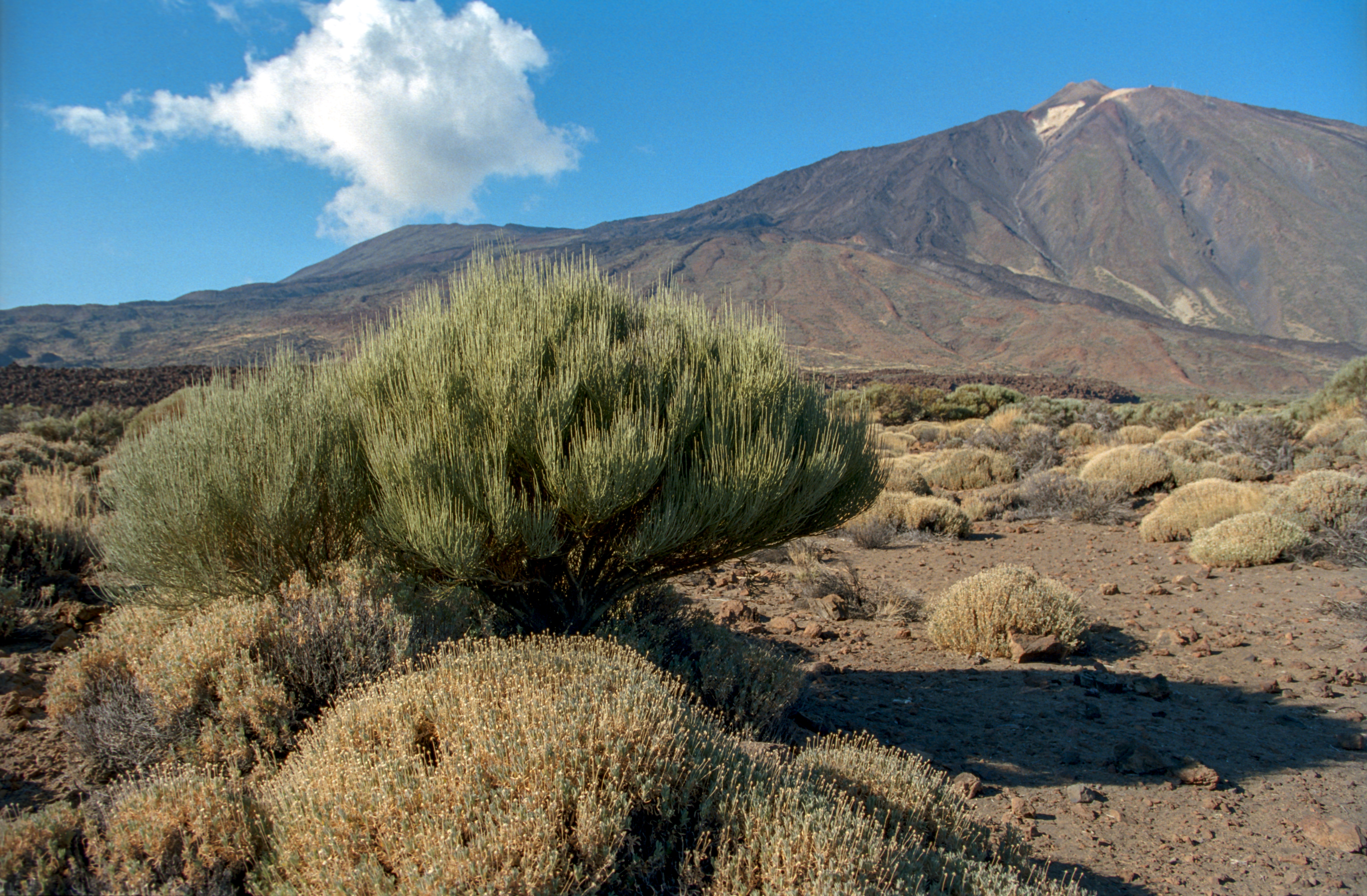 Parque Nacional del Teide