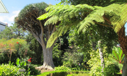 Hijuela del Botánico in La Orotava